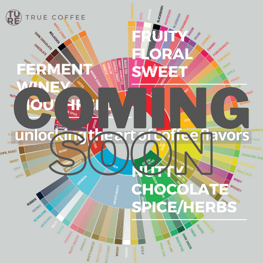 Unlocking the art of coffee flavors | sensory exploration workshop [3 section] 揭開咖啡風味 | 感官體驗工作坊 [3堂課程]